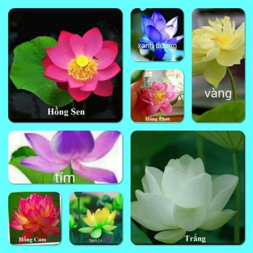 50 Hạt giống sen nhật Mini mix màu