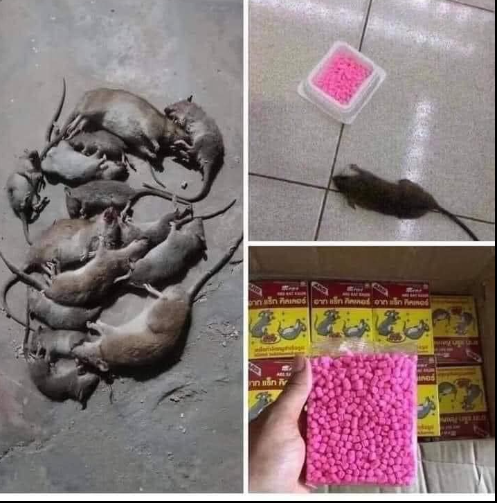 Thức ăn diệt chuột ARS Rat Killer Thái Lan