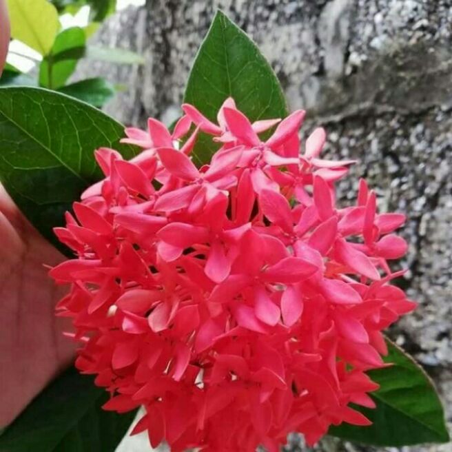 Cây hoa mẫu đơn .2 cây