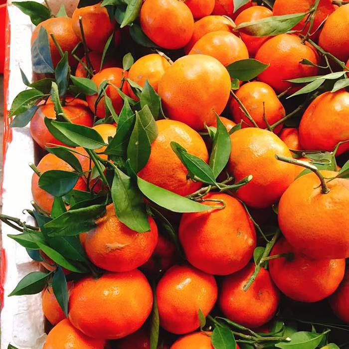 Cây CAM ĐƯỜNG CANH ghép, giống cây F1 siêu sai quả, quả ngon ngọt, năng suất cao