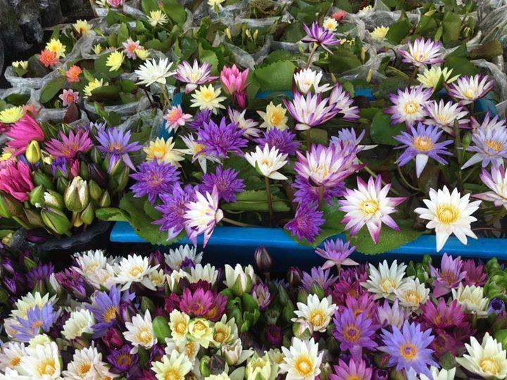 Hạt giống hoa súng Thái Lan mini 5 màu gói lớn 20 hạt