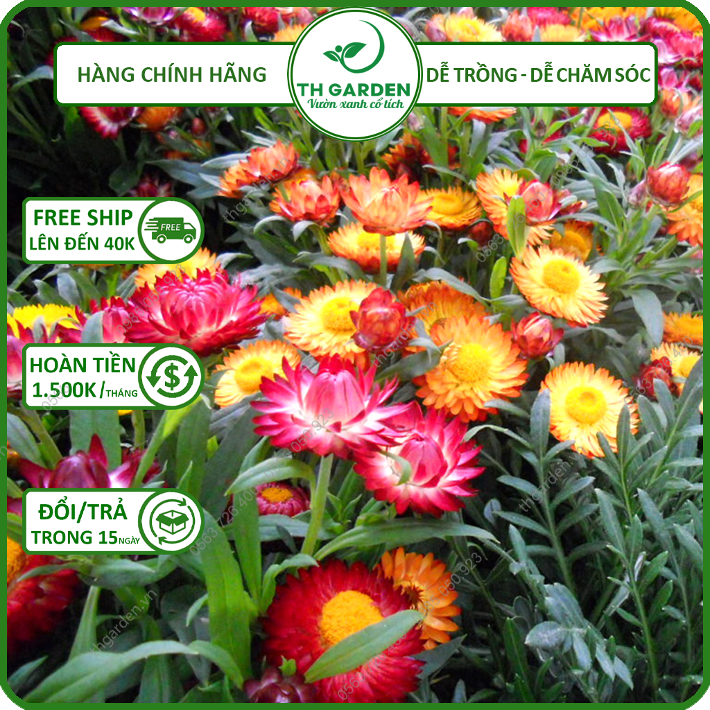 Hạt Giống Hoa Cúc Bất Tử Mix Nhiều Màu TH Garden - Hạt Giống Dễ Trồng Dễ Chăm Sóc, Hoa Thơm, Bền Màu, Lâu Tàn