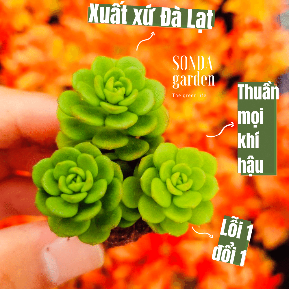 Sen đá sedum hoa hồng xanh size mini siêu khỏe đẹp lỗi 1 đổi 1