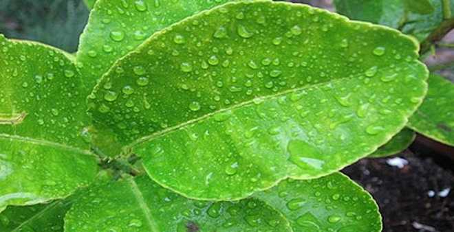 Lá Chanh Tươi 1kg Thơm Thơm Làm Khô Gà Lá Chanh  - ăn vặt ohKHON