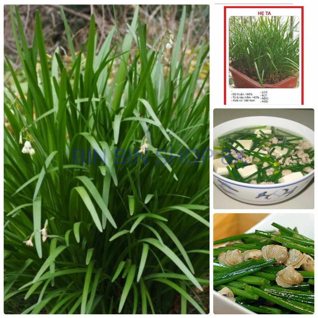 Túi 10 gram hạt giống rau hẹ ta
