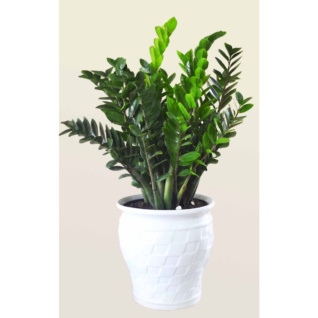 Cây kim tiền size đại cao 50 cm - không chậu