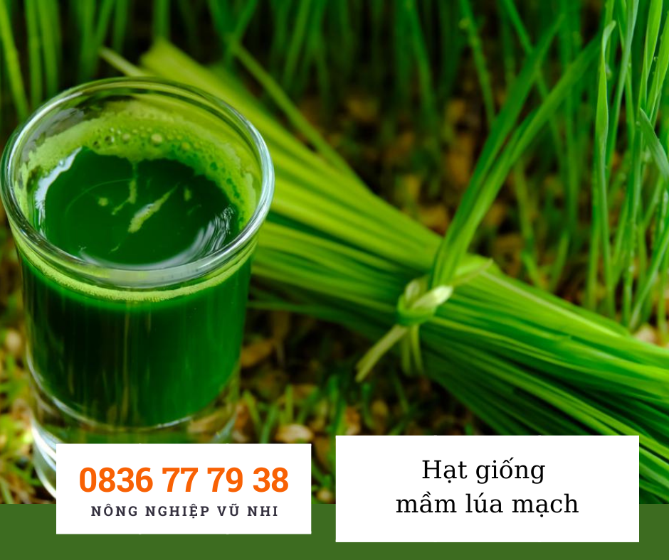Hạt giống mầm lúa mạch - hatgiong24h