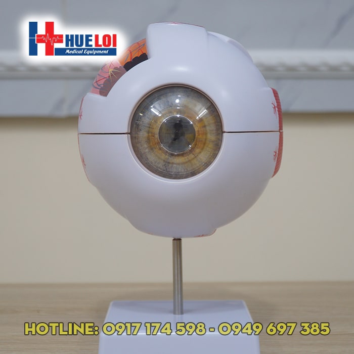 Mô hình giải phẫu mắt