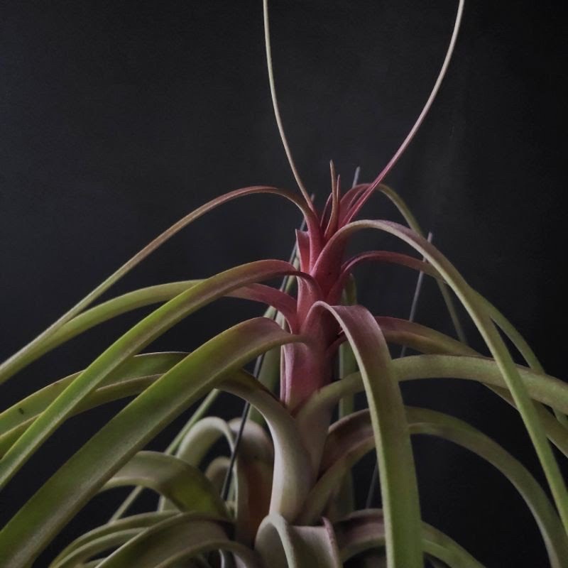 Cây không khí royal -cây không khí-airplant-cây nội thất-cây ngoại thất