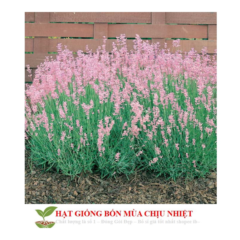 187A GÓI 50 Hạt Oải Hương Nước Ý (Italian Lavender) Đến Mùa Trồng Tết