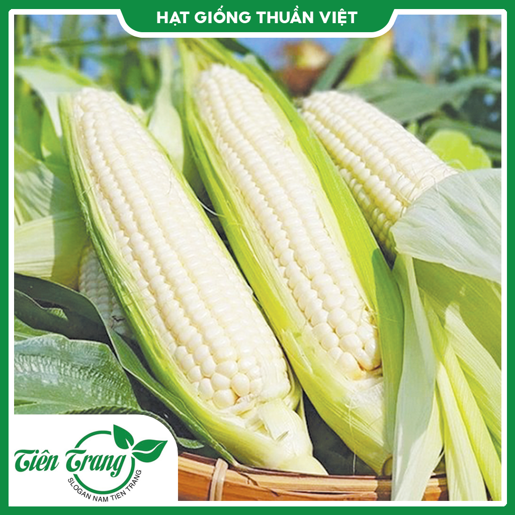 Hạt giống bắp nếp nù tn