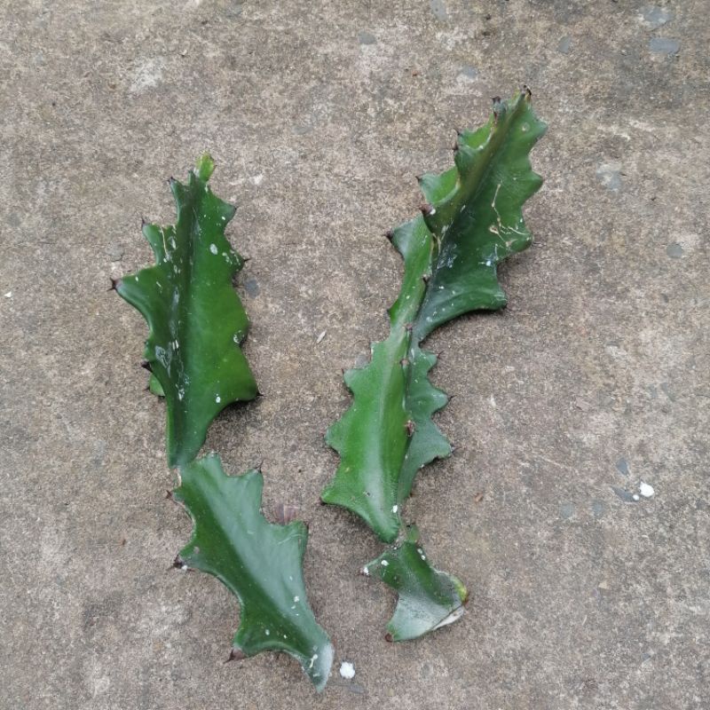 1kg Xương rồng gai 3 cạnh
