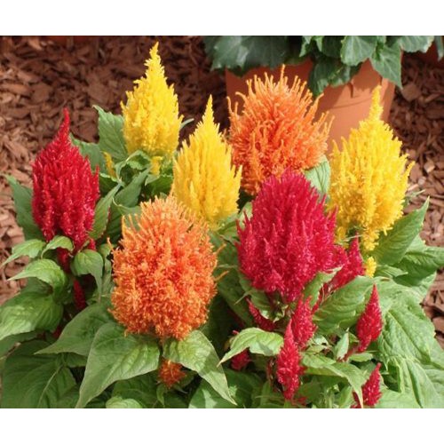 Hạt giống hoa mào gà lửa Mix gói nhiều hạt