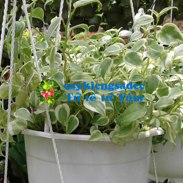 Trầu bà càng cua chậu treo +tặng phân bón cho cây mau lớn