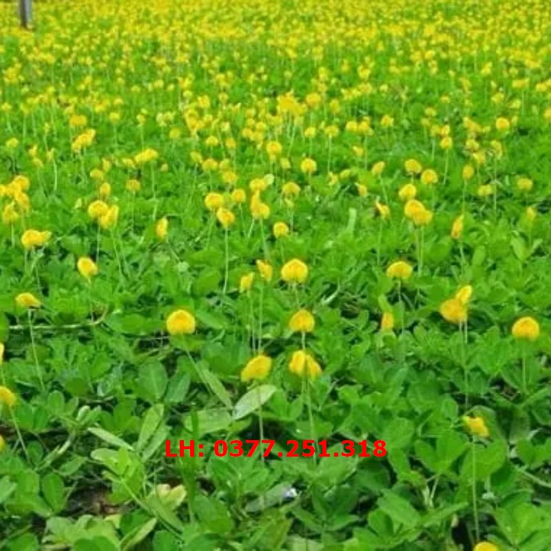 Hạt giống cỏ lạc dại gói 50g - cỏ thảm cảnh, trang trí sân vườn, cảnh quan