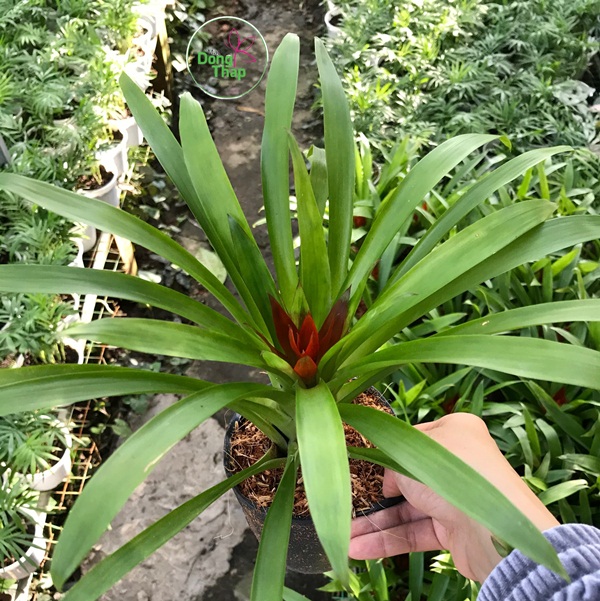 Khoinghiepdongthap- C&acirc;y Ph&aacute;t lộc hoa - tặng ph&acirc;n b&oacute;n - hoa kiểng l&aacute; - trang tr&iacute; nội thất cảnh quan s&acirc;n vườn ngo&agrave;i trời