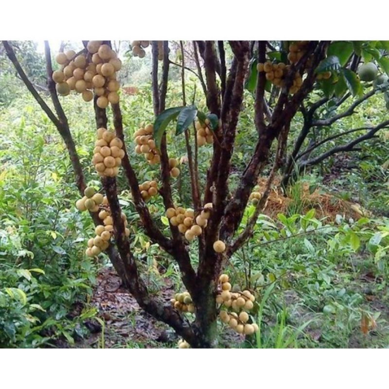 Cây giống bòn bon thái siêu sớm