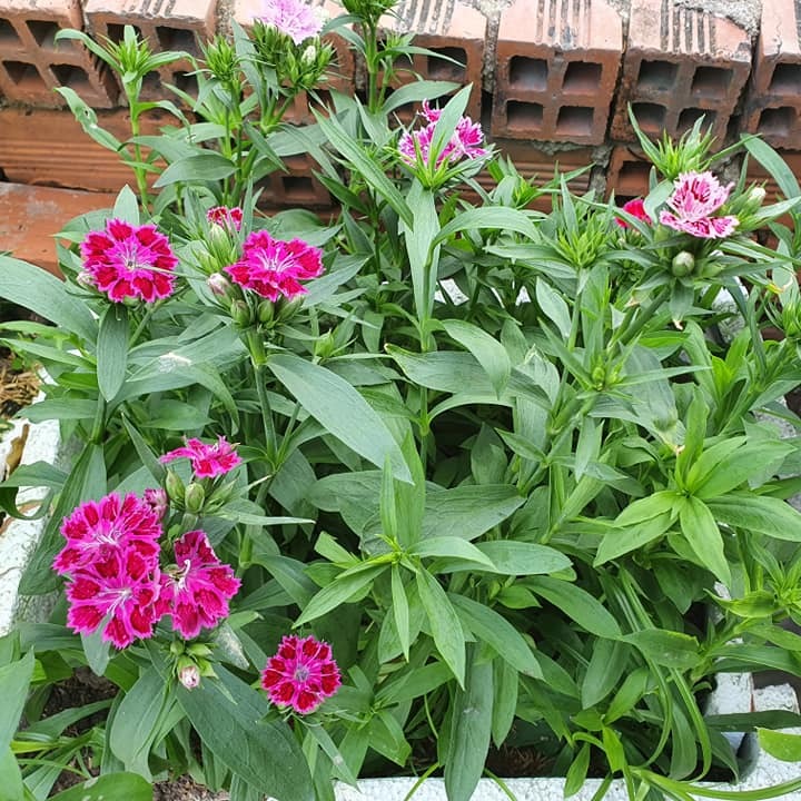 [Seeds] Hoa cẩm chướng đơn nhiều màu Rado871, đóng gói 0.1gr