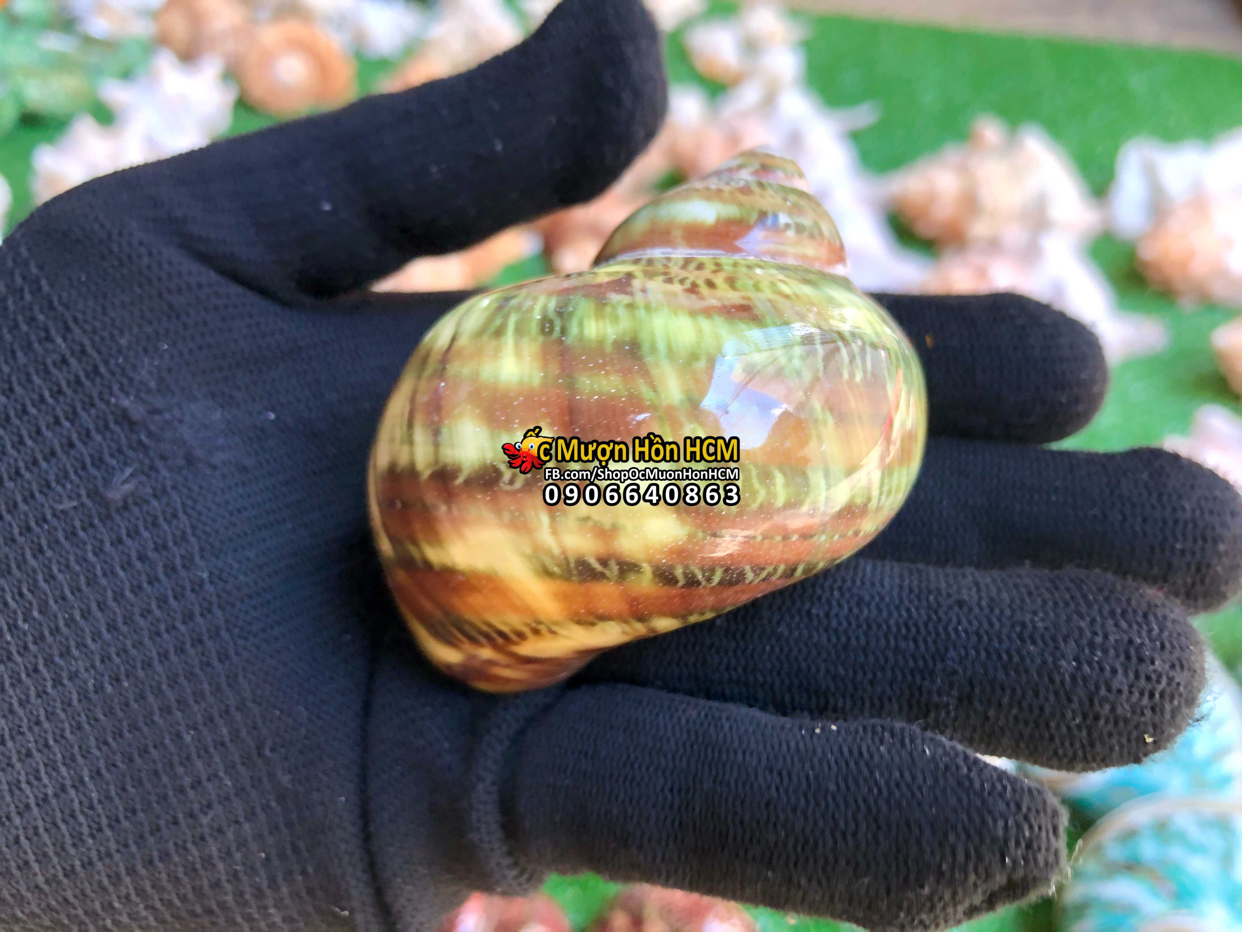 Quà tặng từ biển - vỏ xà cừ cẩm thạch - vỏ ốc trang trí - siêu đẹp - giá rẻ - vỏ ốc mượn hồn - vỏ ốc biển tự nhiên