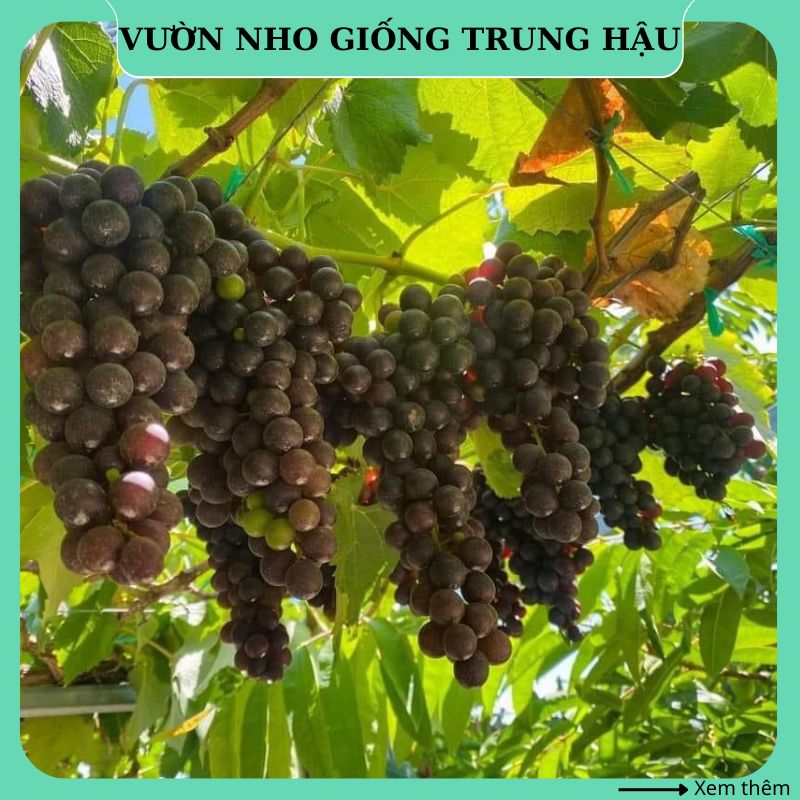 Cây nho giống Kẹo 126 leo giàn Ninh Thuận trồng chậu thùng xốp sân thượng NK7