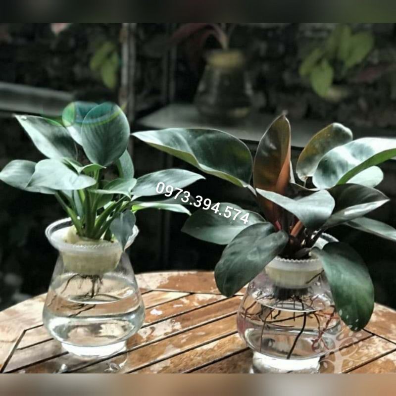 Cây trầu bà đế vương thủy sinh _ cây để bàn dễ chăm sóc, sống khoẻ