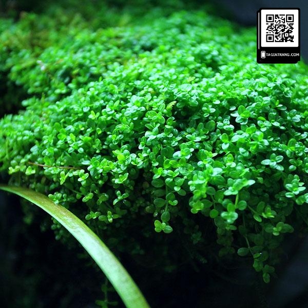Hạt giống cỏ trân châu ngọc trai thủy sinh - Miễn Phí Vận Chuyển khi đơn đạt giá trị tối thiểu
