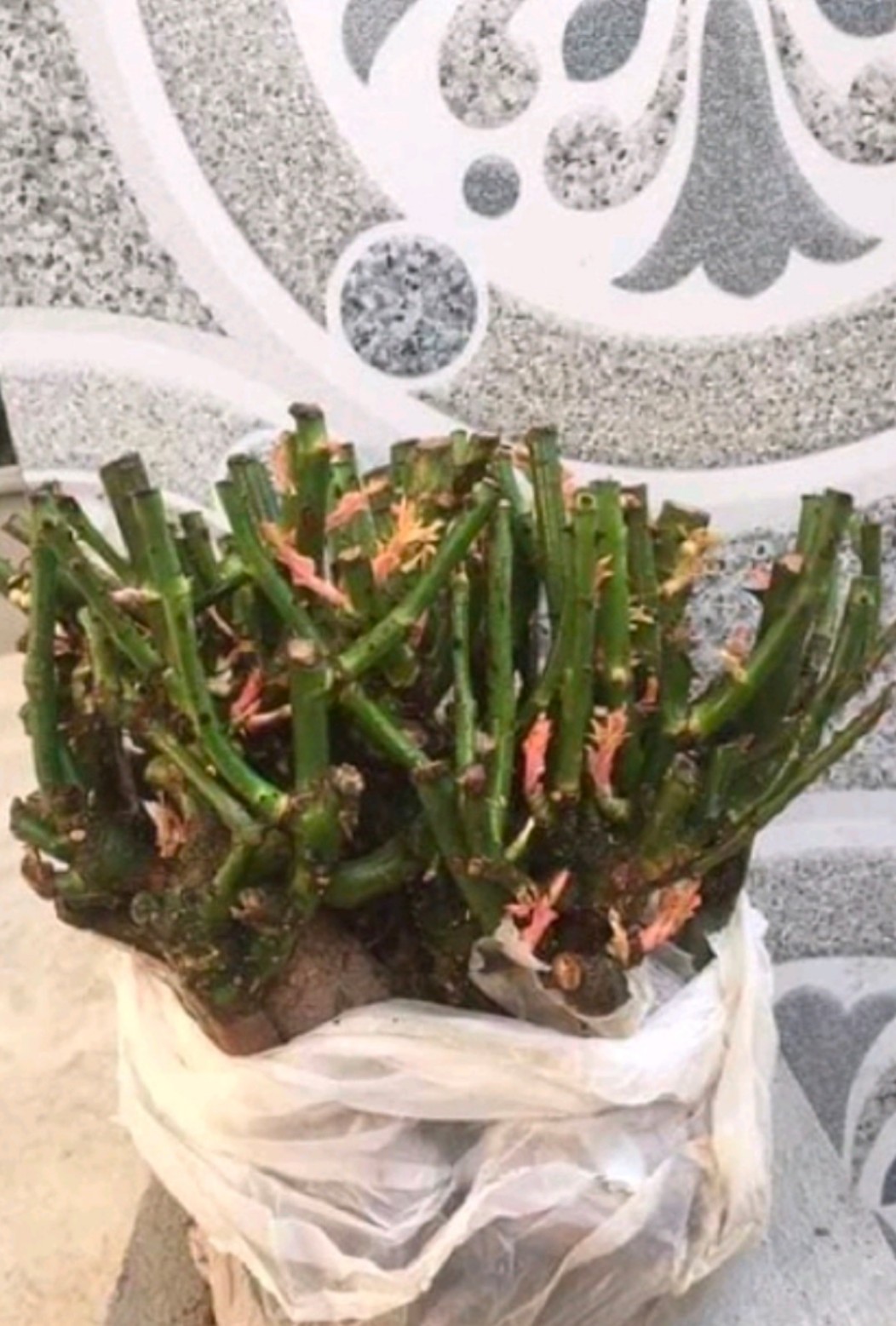 Combo 10 Gốc Hồng To Đẹp Mix màu