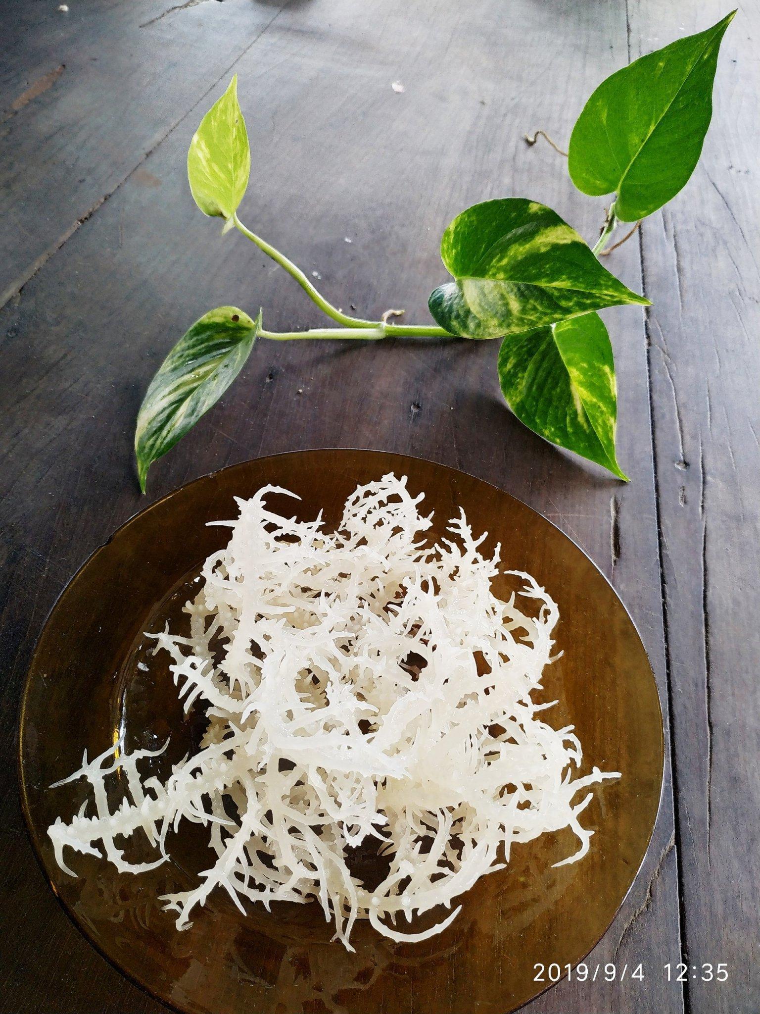 Rong sụn gai ngon sần sật loại 1
