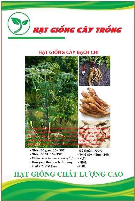 Hạt giống bạch chỉ - gói 50 hạt