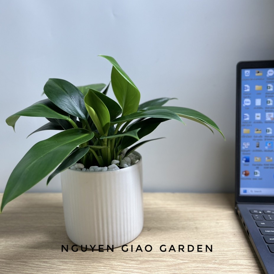 Cây trầu bà đế vương xanh chậu sứ để bàn