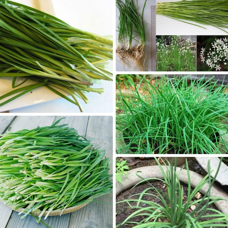 Hạt giống rau Hẹ Ta dể trồng-gói 1gram