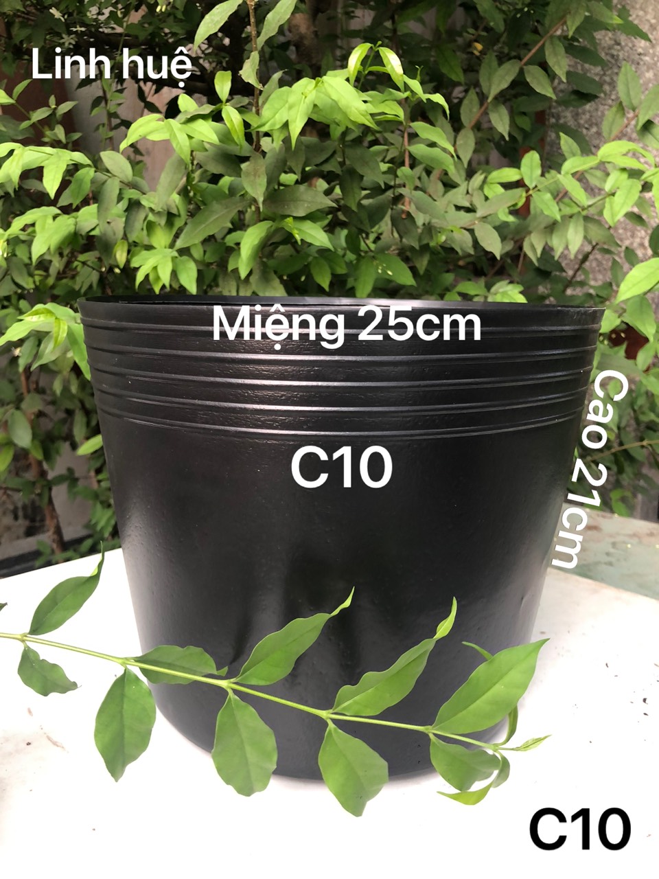 Chậu nhựa trồng cây 50 cái C10 đen loại tốt dày dặn