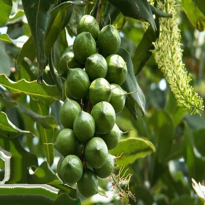 cây giống MAC CA (cây nhỏ) - siêu sai quả, giá trị kinh tế cao - Hàng cây giống chuẩn F1