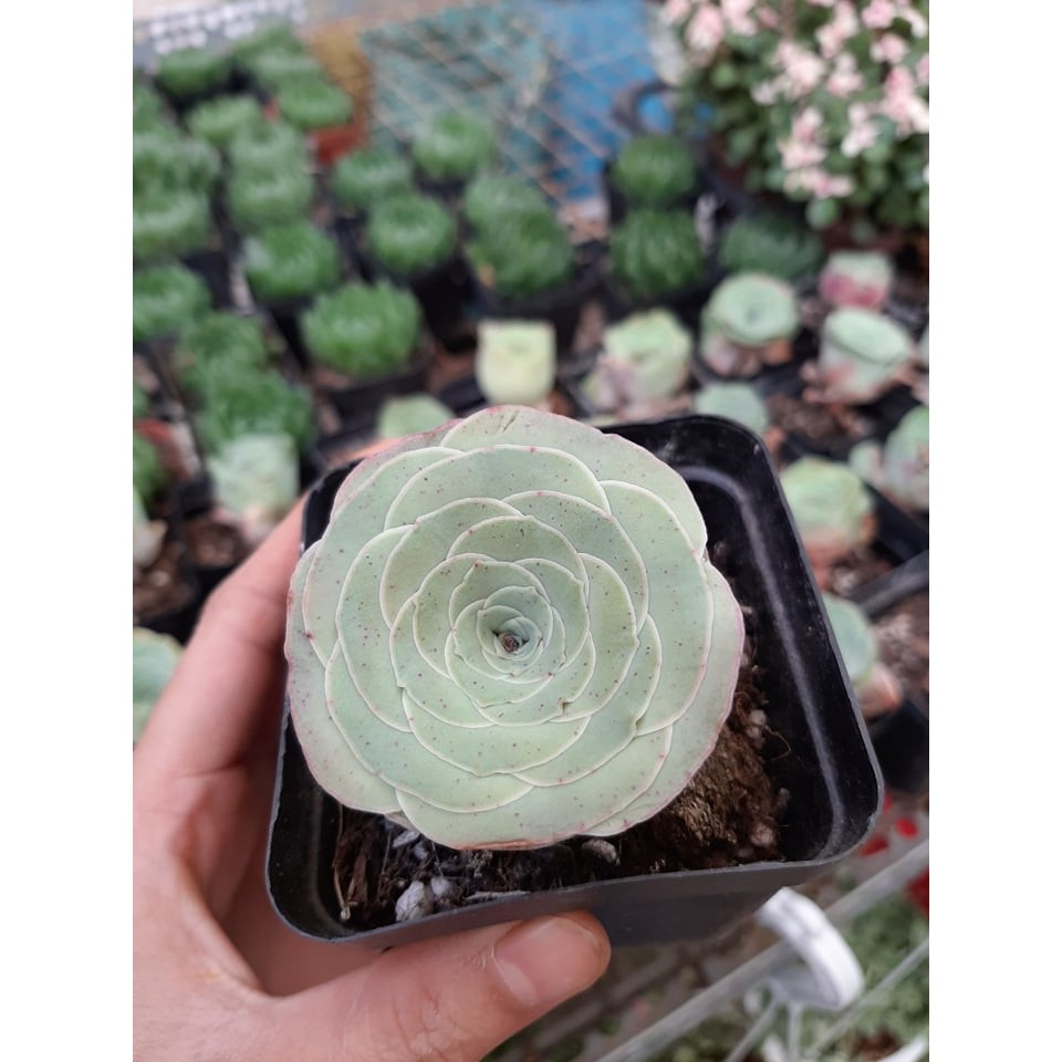 Sen đá hoa hồng greenovia