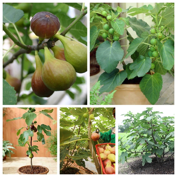 (FREESHIP Từ 50K) Cây giống sung mỹ trái ngọt to