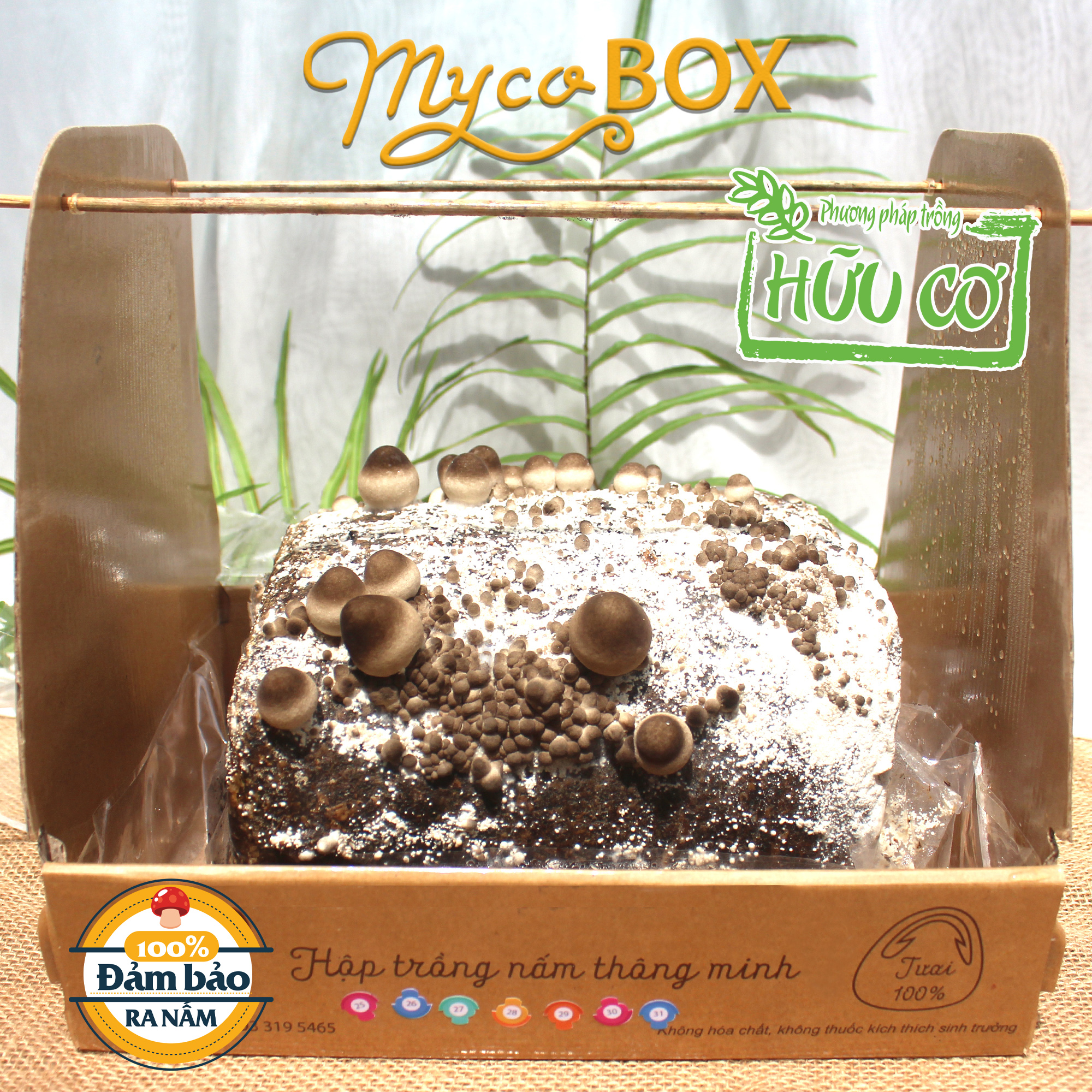 MycoBOX - Bộ Kit Trồng Nấm Rơm Thông Minh