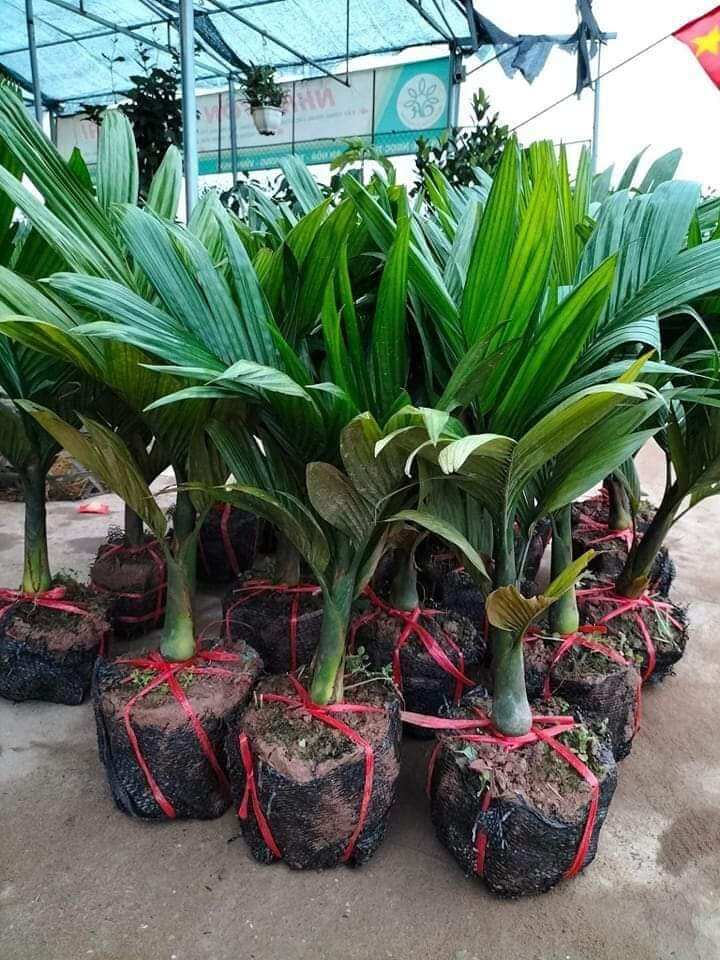 Cây cau lùn giống