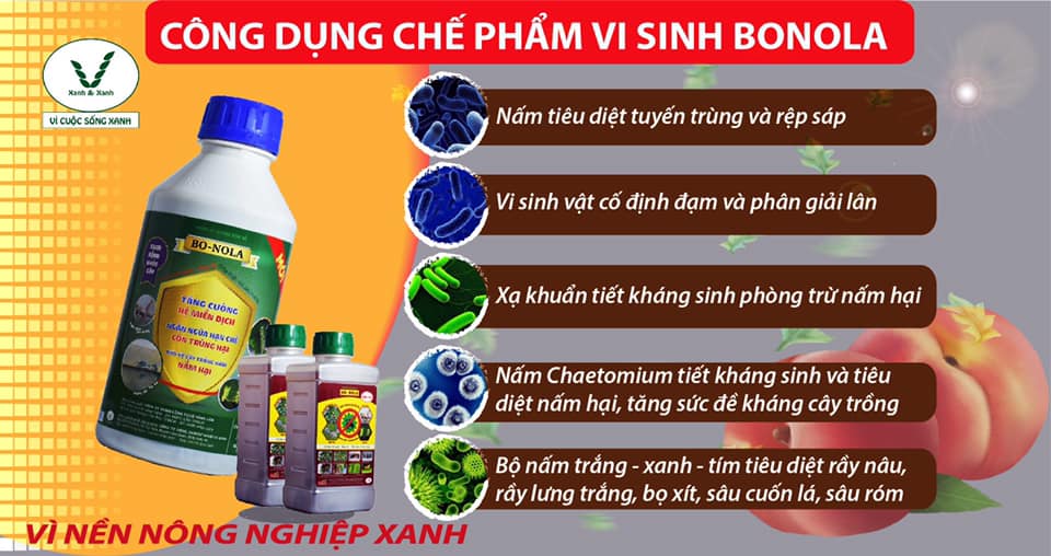 Bo-Nola , Chế phẩm vi sinh, chế phẩm trichoderma -1L