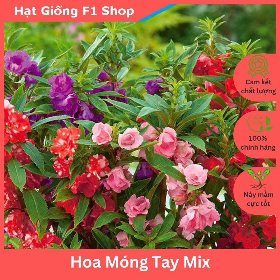 Hạt Giống Hoa Móng Tay (Hoa Bóng Nước) Nhiều Màu Mix (009.F1)
