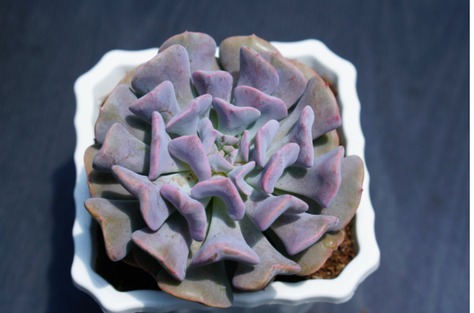 SEN ĐÁ HOA CÚC TÍM - LỖI 1 ĐỔI 1