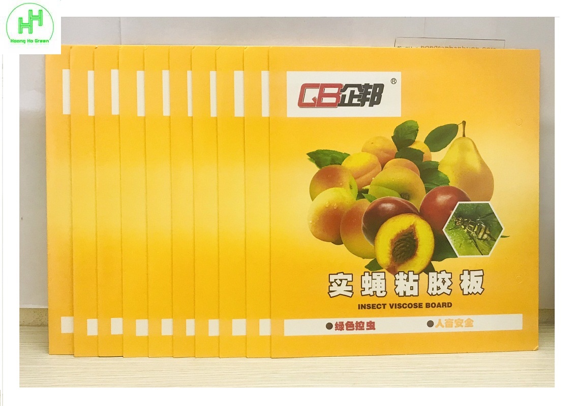 10 miếng dính bẫy côn trùng , bẫy ruồi vàng 22x40cm