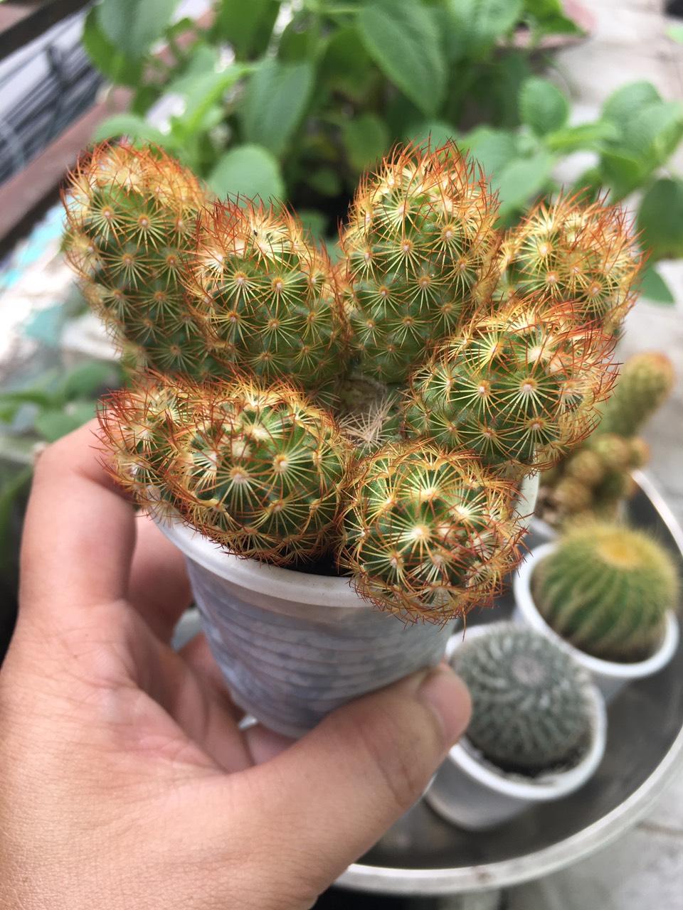 [HCM]Xương rồng Mami chân đỏ