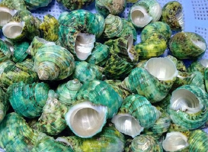 [HCM] Vỏ Ốc - Vỏ Xà cừ Mặt Trăng Xanh - Vỏ Ốc Mượn Hồn Đẹp - Giá Rẻ - Vỏ Ốc Biển Tự Nhiên