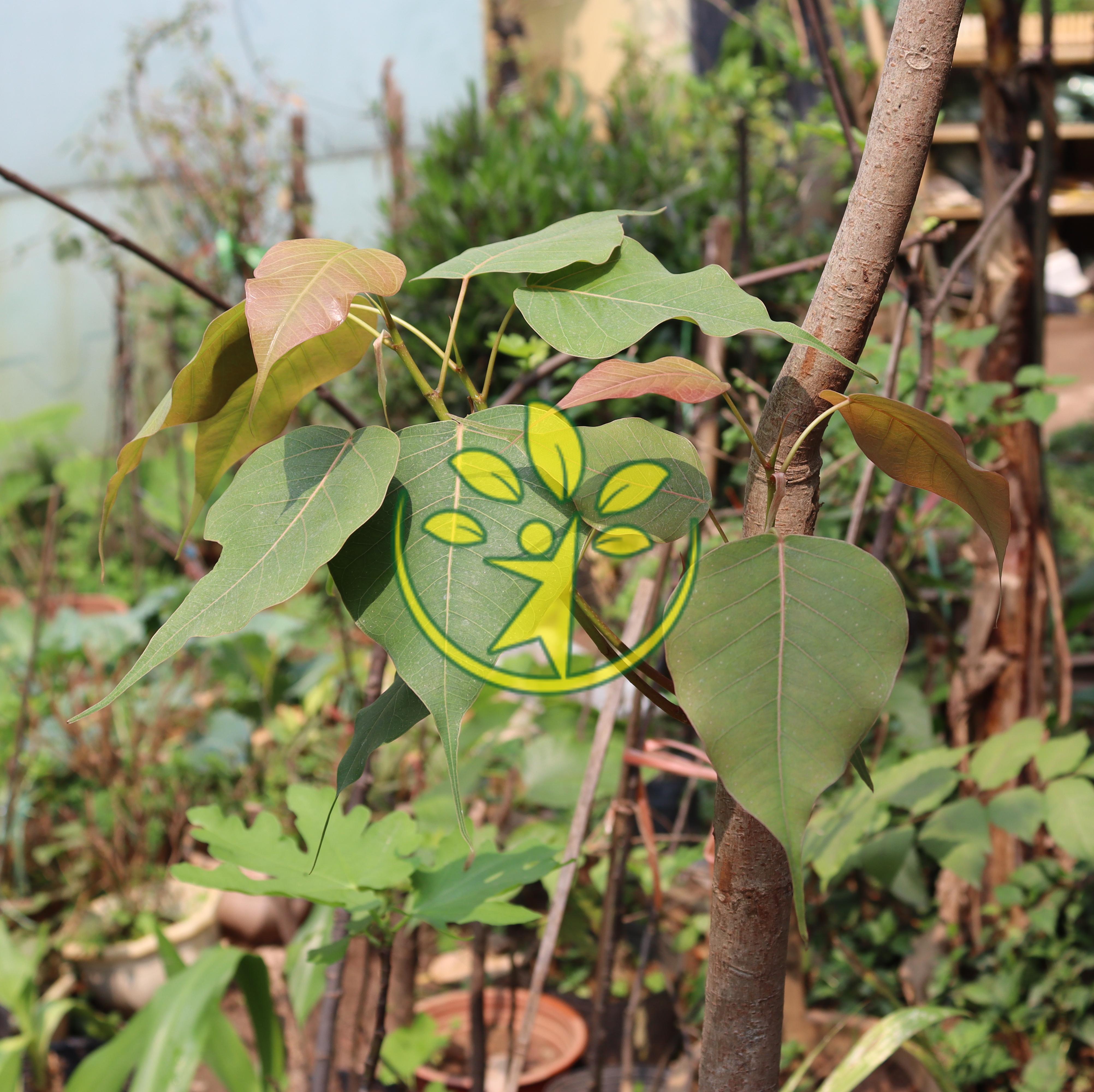 Bầu giống cây bồ đề cao 30 - 45 cm trang trí ngoại thất