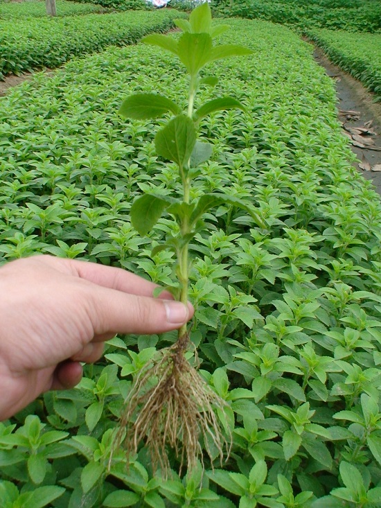 Hạt giống cây cỏ ngọt Gói 50 Hạt