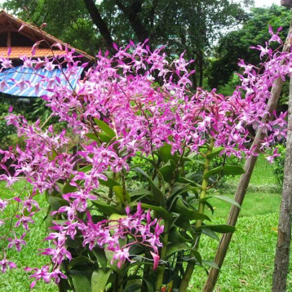 denro nắng king 3 xưa