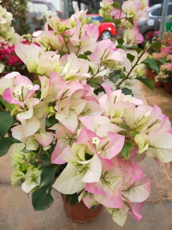 Cây Hoa giấy nhiều màu bầu đất