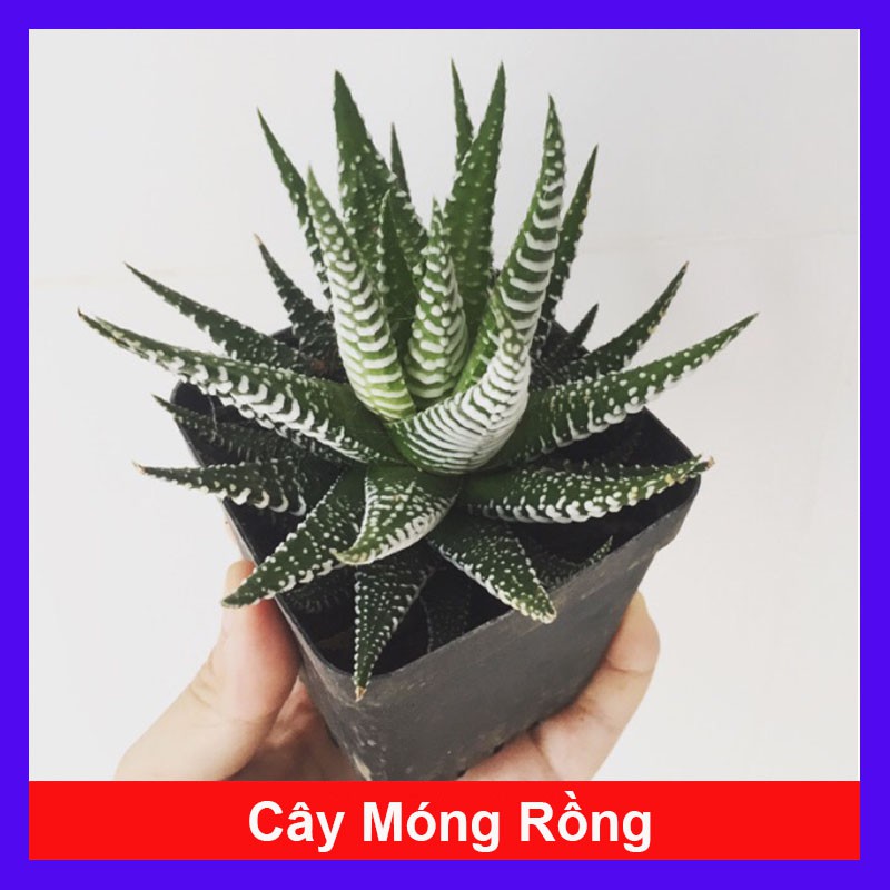 Cây sen đá mini - cây cảnh mini - caykiengsadec