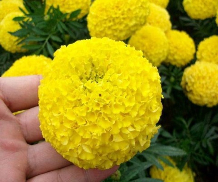 hạt giống hoa cúc vạn thọ vàng  bông to gói 50 hạt mua từ 50k tặng 2 sản phẩm