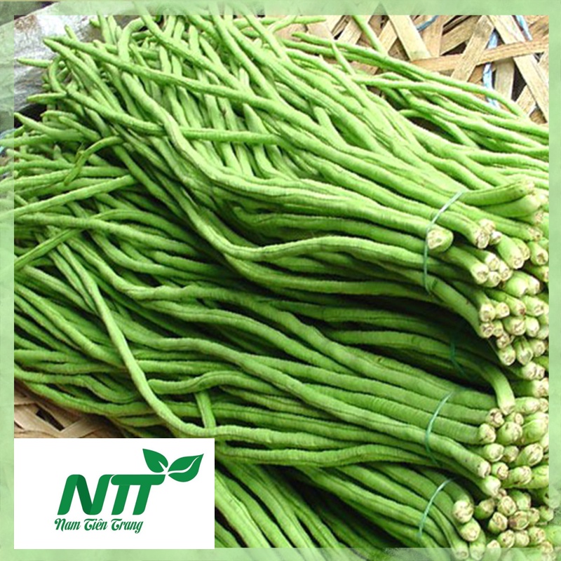 Hạt giống đậu đũa hạt đen trái xanh tn